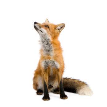 Fox Diet